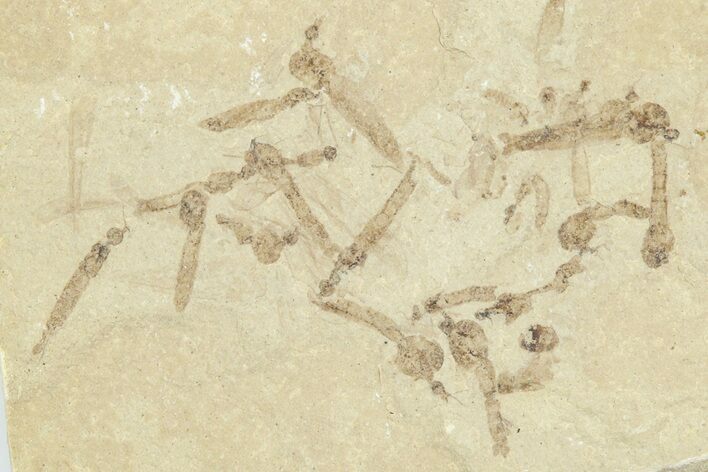 Crane Fly (Tipulidae) Mortality Plate - Green River Formation #360071